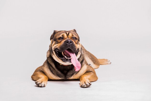 Bulldog con su larga lengua fuera acostado sobre fondo blanco