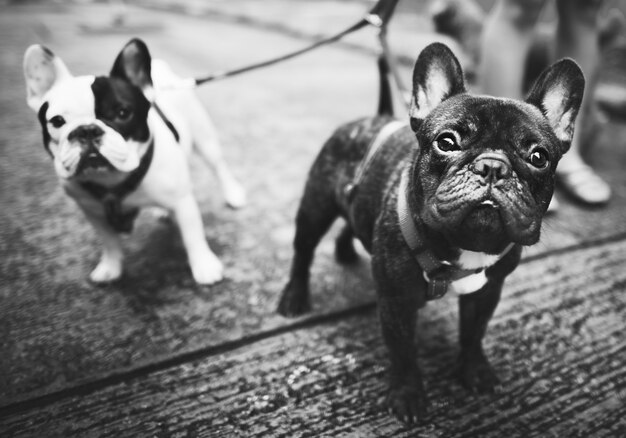 Bulldogs franceses jóvenes con correas caminando en el lado steet