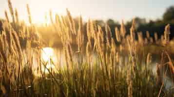 Foto gratuita bulrushes en la orilla de un lago