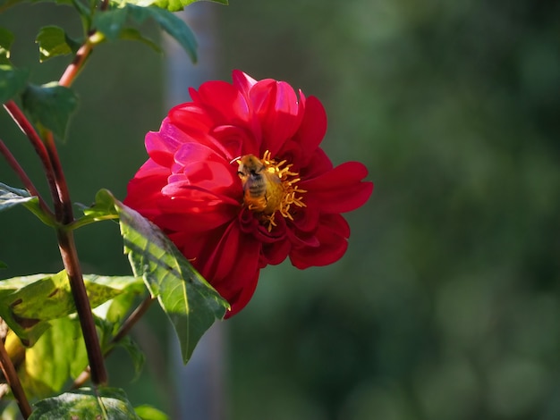 Bumblebee posado sobre una flor de dalia púrpura y alimentándose de néctar