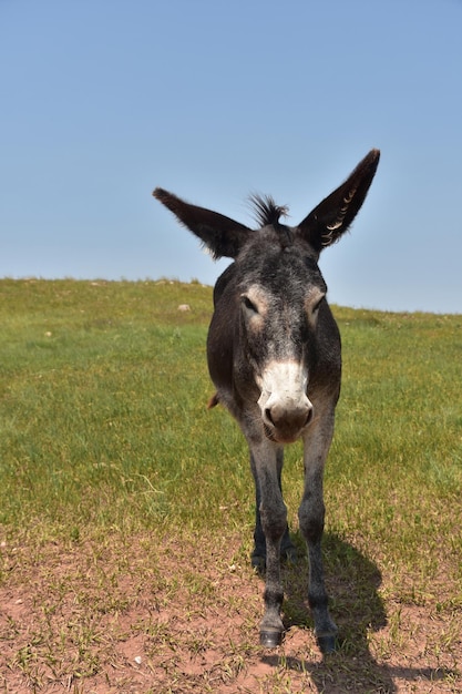 Foto gratuita burro de color oscuro muy lindo con orejas largas