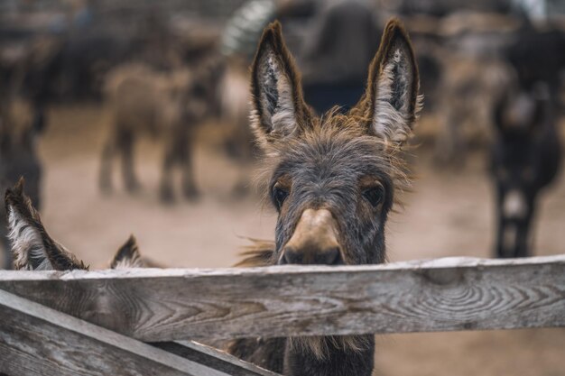 Burro mirando a través de la cerca del corral de ganado