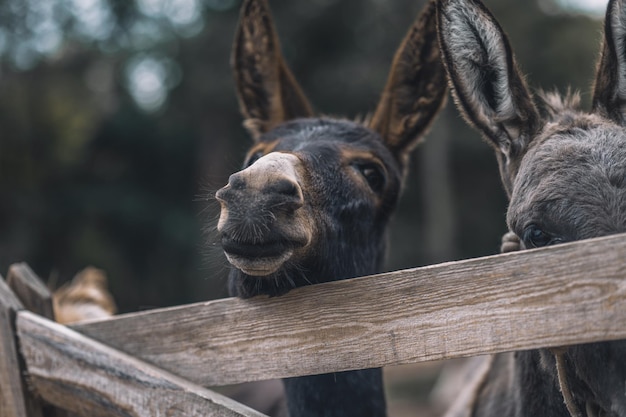 Burro mirando a través de la cerca del corral de ganado