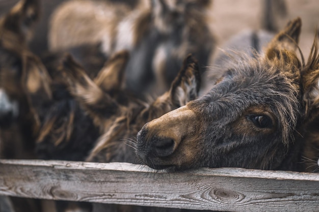 Foto gratuita burro mirando a través de la cerca del corral de ganado