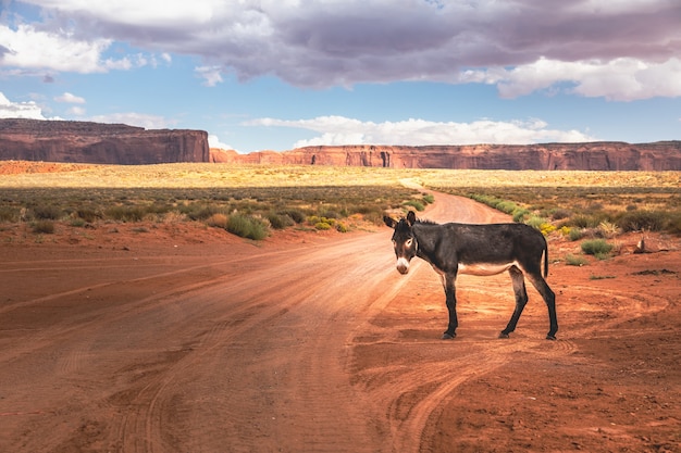 Foto gratuita burro salvaje frente a un pintoresco paisaje cinematográfico, arizona