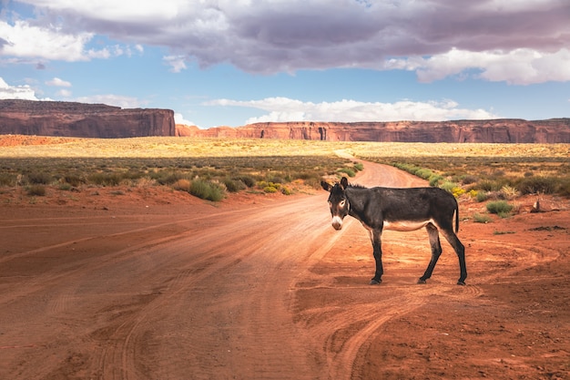 Burro salvaje frente a un pintoresco paisaje cinematográfico, Arizona