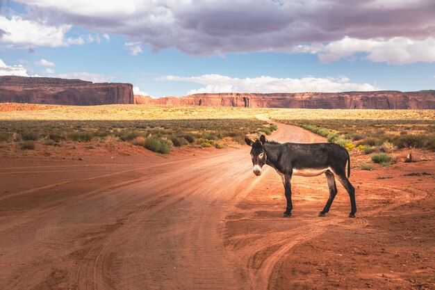 Burro salvaje frente a un pintoresco paisaje cinematográfico, Arizona