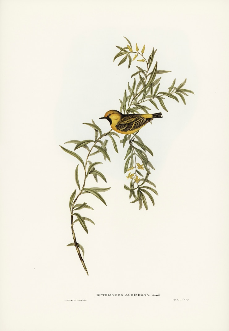 Photo Gratis burung chat dahi oranye (ephthianura aurifrons) diilustrasikan oleh elizabeth gould