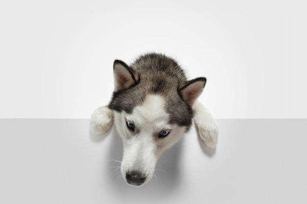 Foto gratuita buscando. perro de compañía husky está planteando. lindo perrito gris blanco juguetón o mascota jugando sobre fondo blanco de estudio. concepto de movimiento, acción, movimiento, amor de mascotas. parece feliz, encantado, divertido.