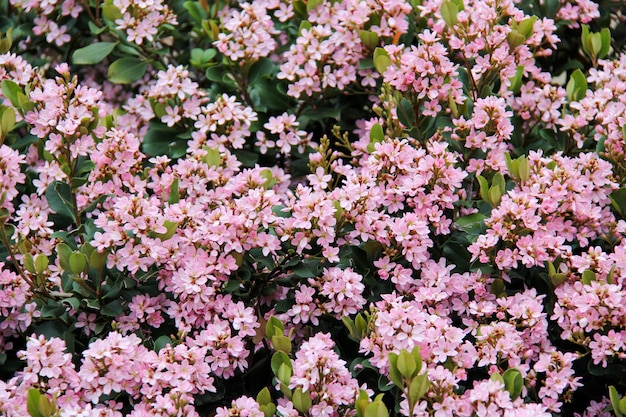 Bush con flores de color rosa