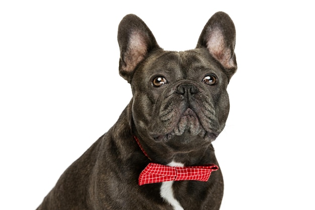 Caballero hermoso perro negro bulldog francés posando aislado sobre fondo blanco studio