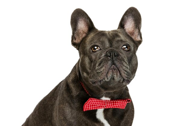 Caballero hermoso perro negro bulldog francés posando aislado sobre fondo blanco studio