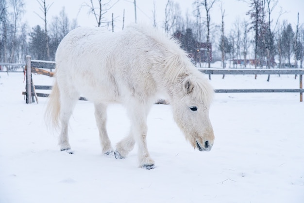 Caballo blanco caminando sobre un campo nevado en el norte de Suecia