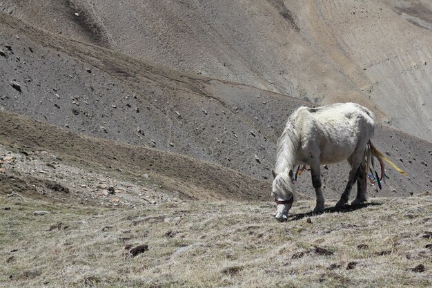 Caballo blanco pastando en los campos