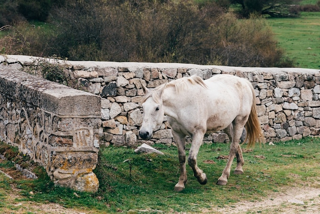 Caballo blanco solitario caminando cerca de un muro de piedra