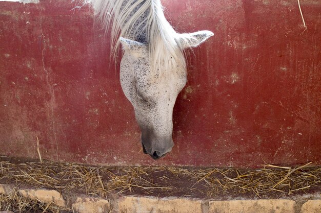 Caballo blanco