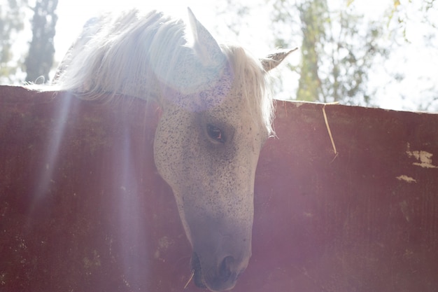 Caballo blanco