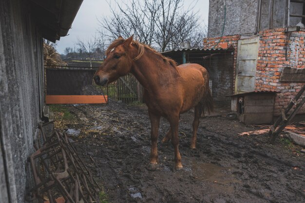 Caballo castaño en el patio