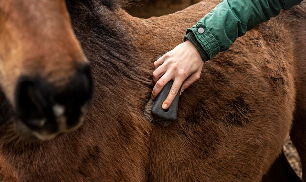 Caballo de cepillado de mano de primer plano