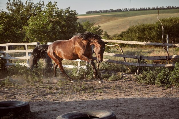 Caballo corriendo en el paddock en la arena en verano. Animales en el rancho.