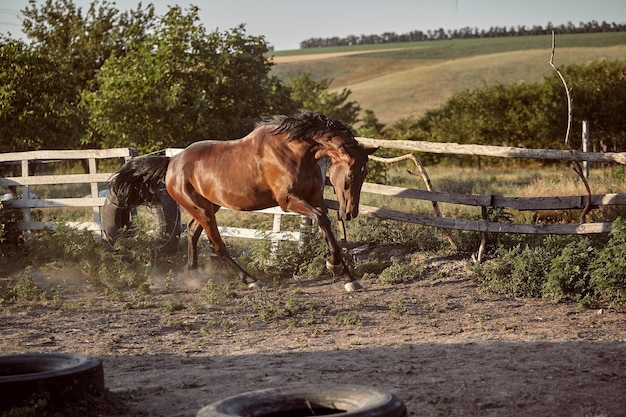 Caballo corriendo en el paddock en la arena en verano. Animales en el rancho.