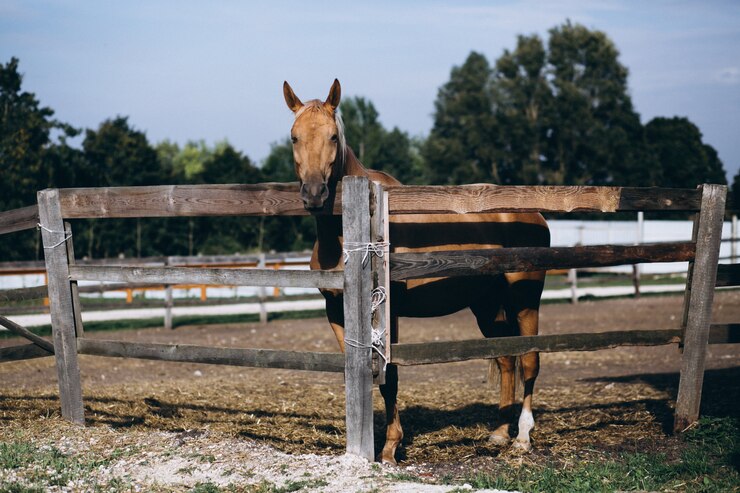 Foto gratuito caballo detrás de la cerca