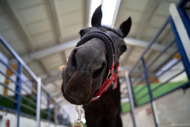 Foto gratuita caballo ecuestre negro asegurado en un establo