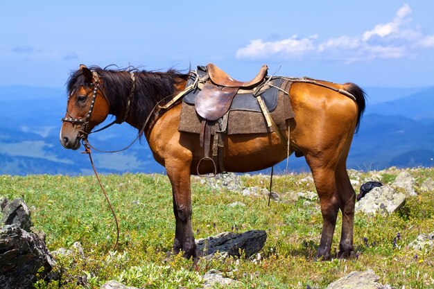 Caballo ensillado