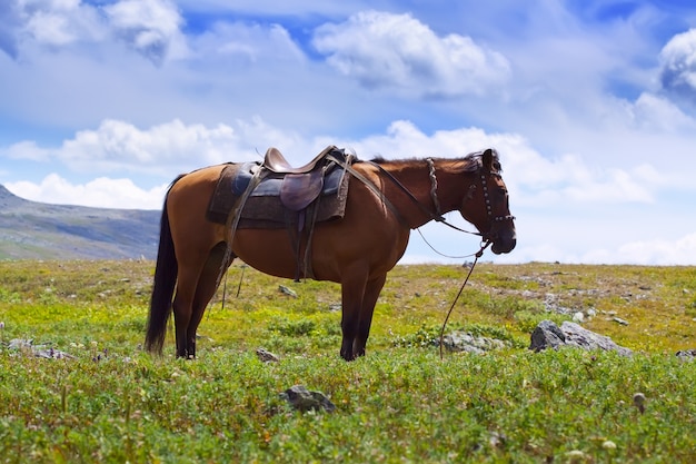 Foto gratuita caballo ensillado