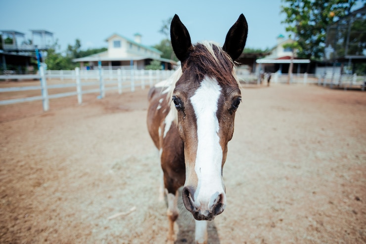 Foto gratuito caballo en una granja de caballos