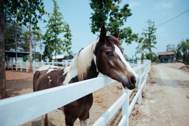 Caballo en la granja de caballos