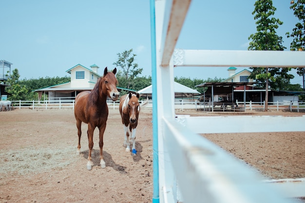 Caballo en la granja de caballos