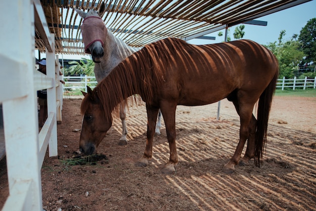 Foto gratuita caballo en la granja de caballos