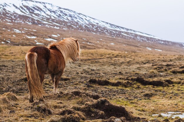 Caballo islandés caminando por un campo cubierto de nieve con una borrosa en Islandia