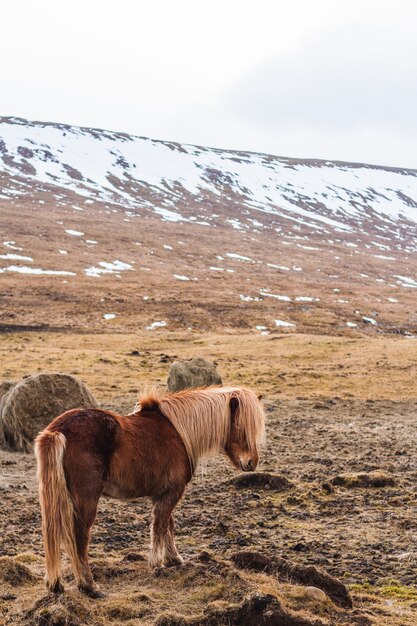 Caballo islandés caminando por un campo cubierto de nieve.