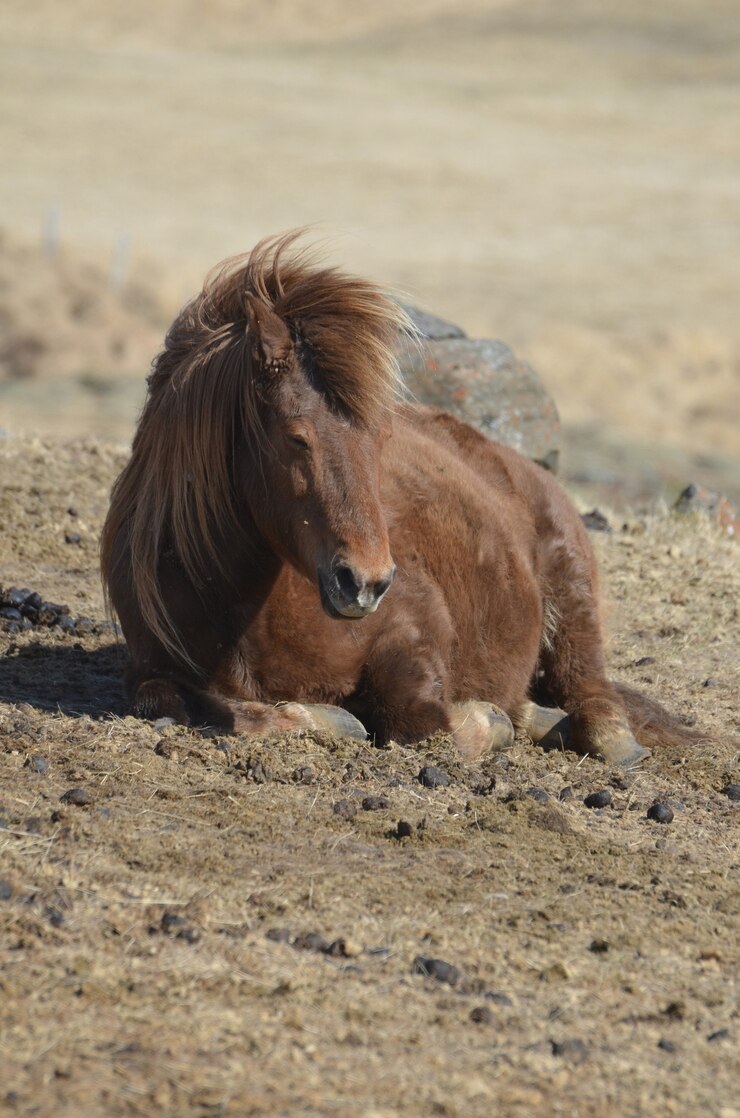 Foto gratuito caballo islandés marrón descansando en el suelo