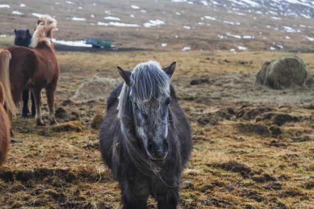 Caballo islandés negro en un campo cubierto de nieve y hierba bajo la luz del sol en Islandia