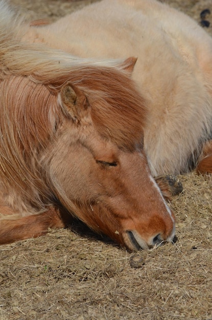 Caballo islandés ruano de fresa para dormir