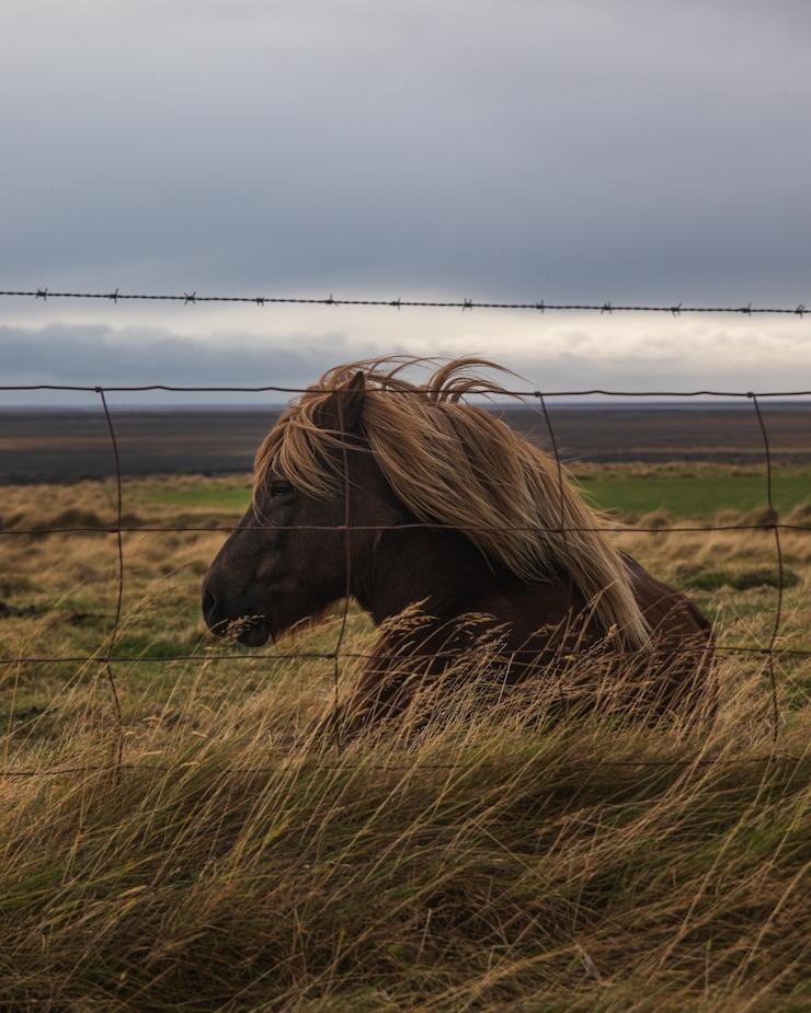 Foto gratuito caballo marrón con cabello rubio sentado en un prado detrás de alambradas