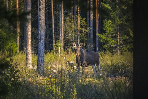 Foto gratuita caballo marrón en campo de hierba verde