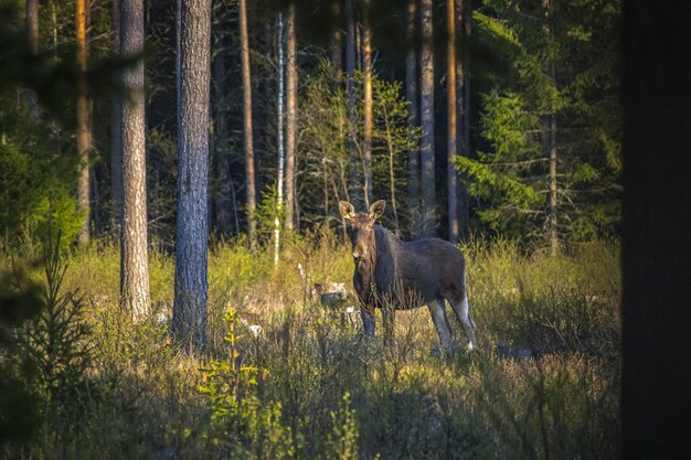 Caballo marrón en campo de hierba verde