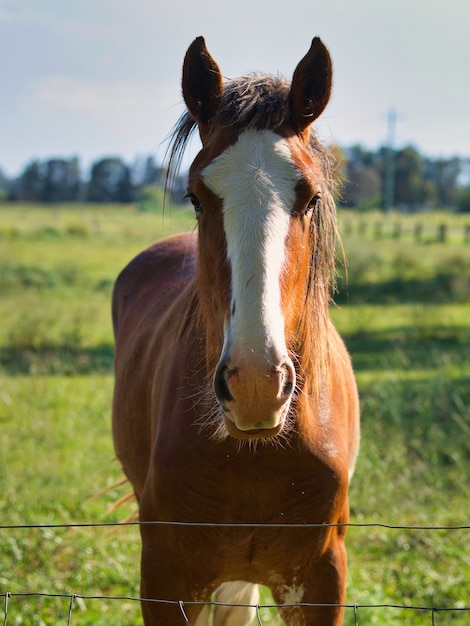 Caballo marrón en un campo rodeado de vegetación bajo la luz del sol