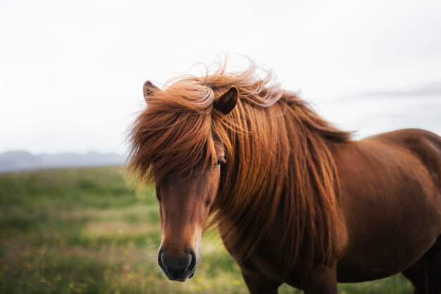 Caballo marrón en un campo