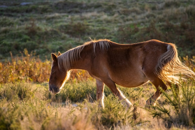 Caballo marrón corriendo en un campo vacío con vegetación en el fondo