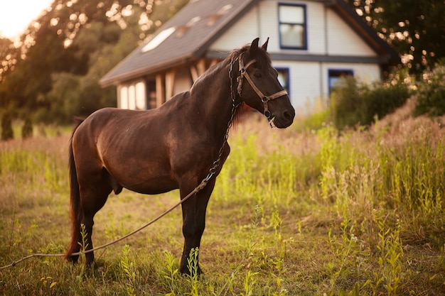 Caballo marrón se encuentra en la hierba verde antes de una casa