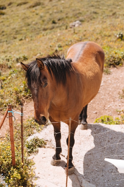 Foto gratuita caballo marrón en la granja