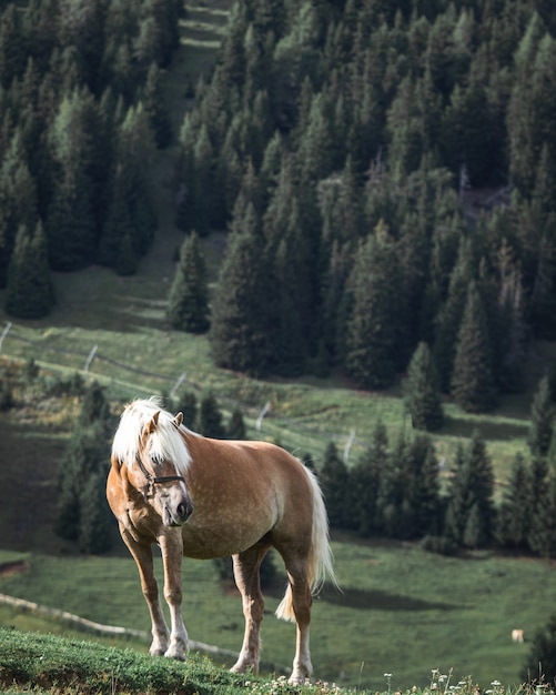 Caballo marrón con melena blanca en la cima de una colina con pinos en el fondo