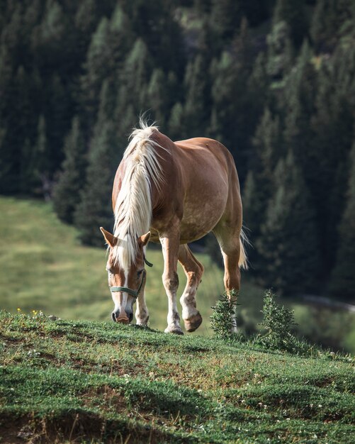 Caballo marrón con melena blanca comiendo hierba en una colina con pinos en el fondo