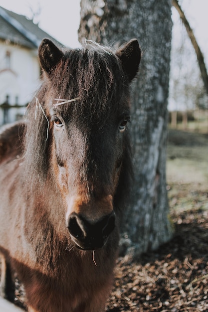 Caballo marrón oscuro de pie delante de una casa blanca y un árbol alto