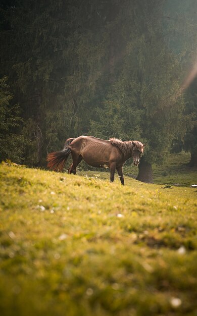 Caballo marrón pastando en un campo verde